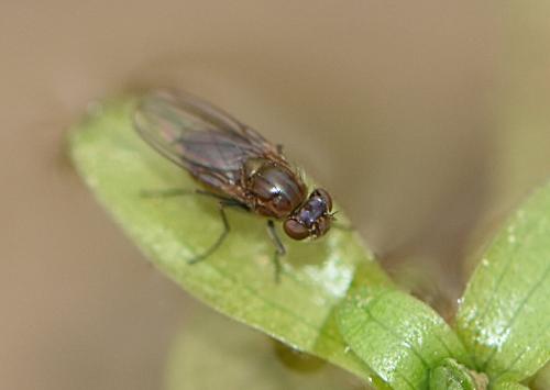 Paracoenia fumosa